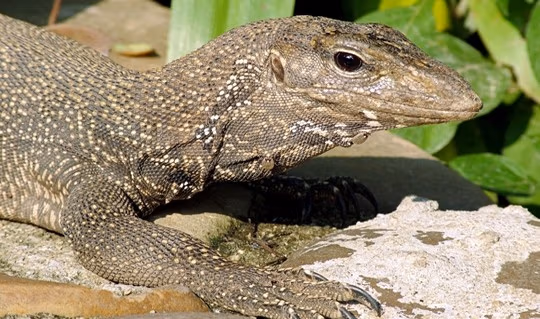lizard3