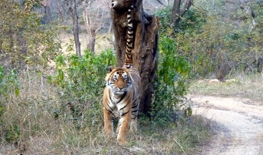 tigert24 ranthaa 27jan2011