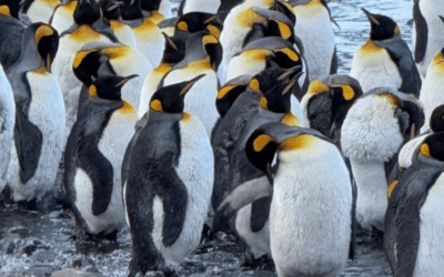 December 2025 Dispatches